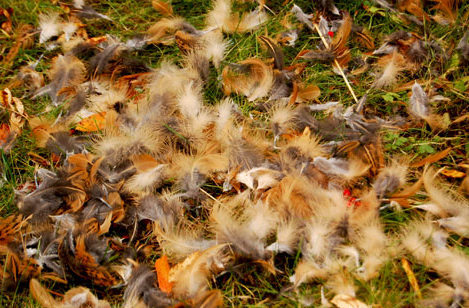 chicken feathers on ground