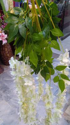 wisteria for shop and married lawns Pakistan Sadaqat 2