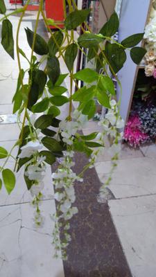 wisteria for shop and married lawns Pakistan Sadaqat 3