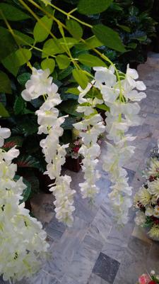 wisteria for shop and married lawns Pakistan Sadaqat 4